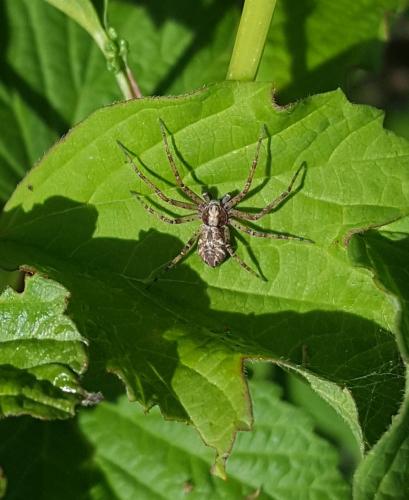 Philodromus sp.